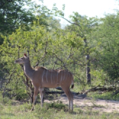 Kudu: similar to a deer, but larger, and not seen as often as an impala