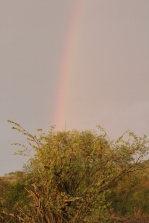 Rainbow over the hyena den. Couldn't quite capture the lightening on this night!