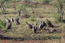 These vultures have to hop and run on the ground before they can take off. They keep a safe distance from the lions in case they need a quick get away.