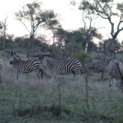 I can't recall the name of these zebra, but they are slightly brown-hued which are different than the pure black and white herds.