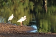 Spoonbills for a morning drink